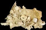 Exquisite Miniature Ammonite Fossil Cluster - France #92511-1
